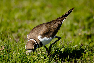 Killdeer in Grass