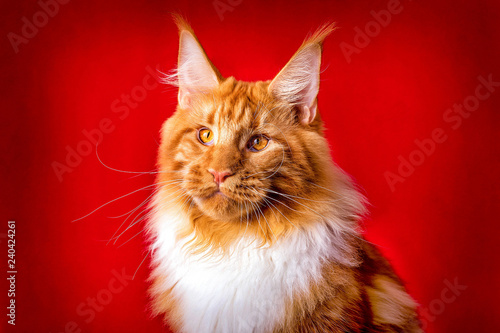 Beautiful Big Red And White Maine Coon Cat On Red Background