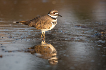 Killdeer in Water