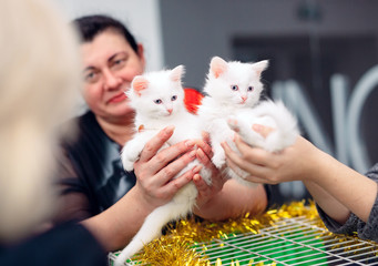 Exhibition or fair cats.