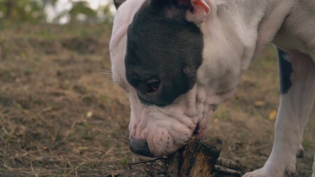 stafford nibbles a wooden bar