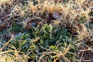 grass in snow