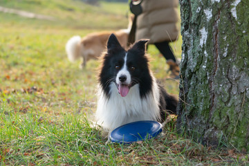 Fototapeta na wymiar Border collie. The dog catches the frisbee on the fly. The pet plays with its owner. Harmonious relationship with the dog: education and training.