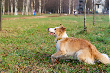 Border collie. The dog catches the frisbee on the fly. The pet plays with its owner. Harmonious...