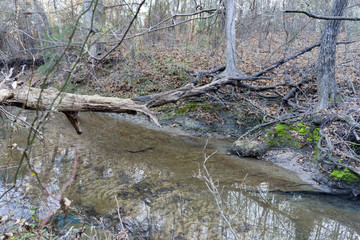 river in the forest