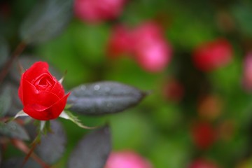 Last Rose of Summer in a Cold Day in Autumn with Droplets of Water on Its Petals During a Sprinkling Rain Close Up Off to One Side in the Frame in Garden against Out of Focus Background