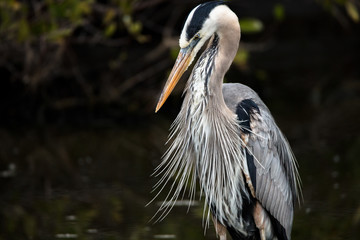 great blue heron in water