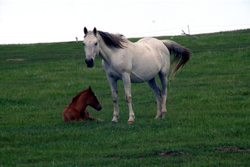 Obraz na płótnie Canvas White Horse and Brown Foal