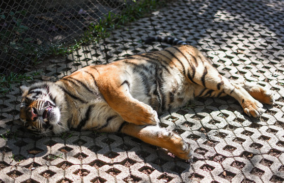 Tiger sleep on ground.