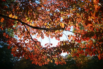 Red Leaves Backlit in a Clear Sunny Afternoon in Burke, Virginia