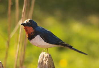 wooden bird on the blooming branch/spring background