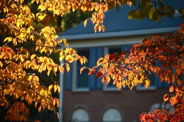 Leaves Changing Color from Green to Orange Backlit by the Late Afternoon Sun in Front of Victorian-Style Brick Townhomes in Burke, Virginia