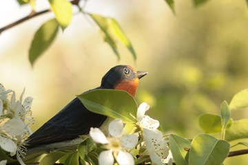 wooden bird on the blooming branch/spring background