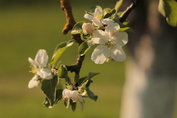blossoming apple branch