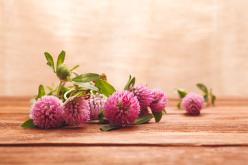 Clover flowers on wooden background. Beautiful purple wild flower. Medicinal herb. Close-up of red clover flowers in the lighting Studio
