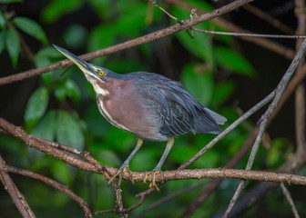 Agami Heron (Agamia agami)
