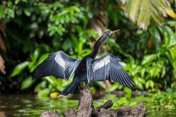 Naklejka premium Anhinga (Anhinga Anhinga)Anhinga anhinga.Anhinga anhinga.Anhinga Anhinga spotted outdoors