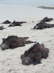 Galapagos marine iguanas, Amblyrhynchus cristatus, sleeping on the beach in Galapagos, Ecuador