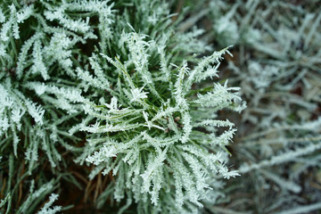 Young pine tree in winter.