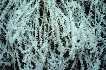 Frozen grass in the forest.