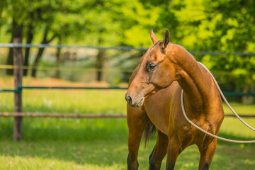 Portrait of calm young stallion, an aristocratic reddish Akhal-Teke horse breed from Turkmenistan...