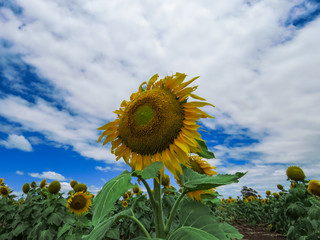 ひまわり 夏休み 夏の思い出 旅行 雲 田舎 ひまわり畑 太陽  元気 向日葵 ２