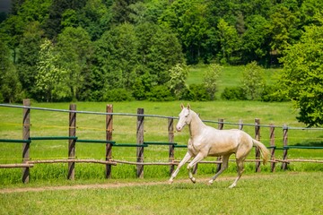 Obraz premium Young white stallion of Akhal Teke horse breed from Turkmenistan, galloping in a paddock, wooden poles, fence in background, green grass and trees, sunny summer day