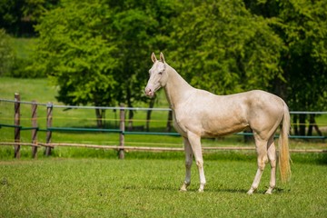 Naklejka na ściany i meble Calm young aristocratic white stallion of Akhal Teke horse breed from Turkmenistan, standing in a paddock, wooden poles, fence in background, green grass and trees