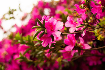 pink