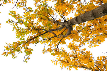 yellowed leaves of trees in autumn, yellowed trees in autumn, leaves white background yellowed leaves of trees,
