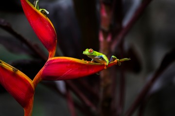 Red-Eyed Treefrog (Agalychnis callidryas)