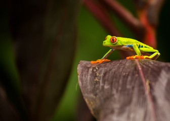 Red-Eyed Treefrog (Agalychnis callidryas)