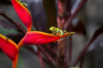 Red-Eyed Treefrog (Agalychnis callidryas)