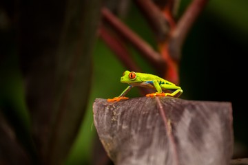 Red-Eyed Treefrog (Agalychnis callidryas)