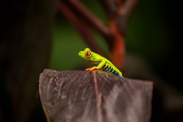 Red-Eyed Treefrog (Agalychnis callidryas)
