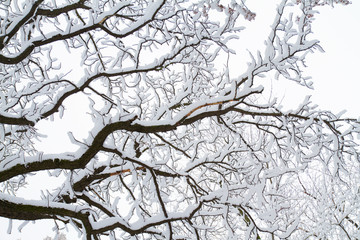 Winter background of snowy tree branches against sky