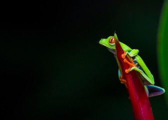 Red-Eyed Treefrog (Agalychnis callidryas)