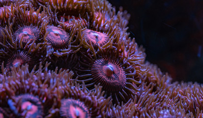 Zoanthids Marine Aquarium