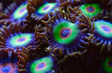 Fotobehang Raster Zoanthids © Pi Klinjun