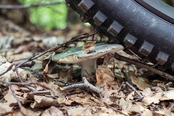 Bike tyre stopped in front of a mushroom