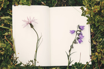 Top view of wildflowers and gathered herbs on paper notebook on blueberry bushes in mountains. Summer travel essentials in mountains. Herbarium. Space for text