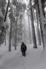 Walking in the high snow inside a forest