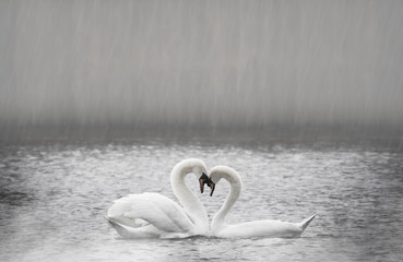 Two white swans heart water scene. White swans love scene while rain falls