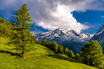 Pine trees in fields in Alp mountains, Martigny-Combe, Martigny,