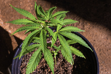 Pot Plant Hybrid Marijuana California Outdoors Vegetative Stage