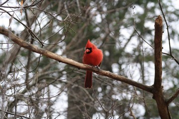 cardinal in a tree