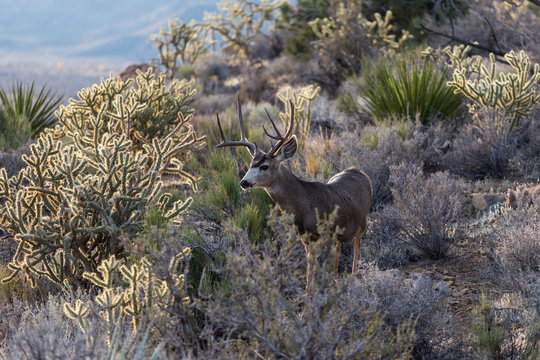 Fototapeta Large buck mule deer with large antlers and cholla cactus.  Shot taken at Red Rock Canyon National Conservation Area near Las Vegas, Nevada.