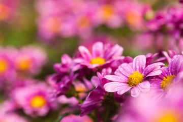 Fototapeta premium Flowers, flowers chrysanthemum, Chrysanthemum wallpaper, chrysanthemums in autumn