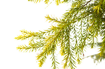 pine leaf isolated on white background / Chamaecyparis pisifera - Dacrydium elatum Pine family