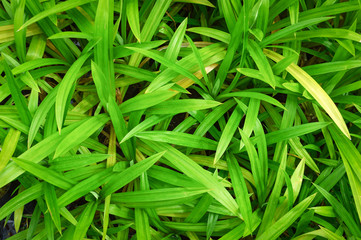 pandanus leaf green pandan leaves  growing in the garden background